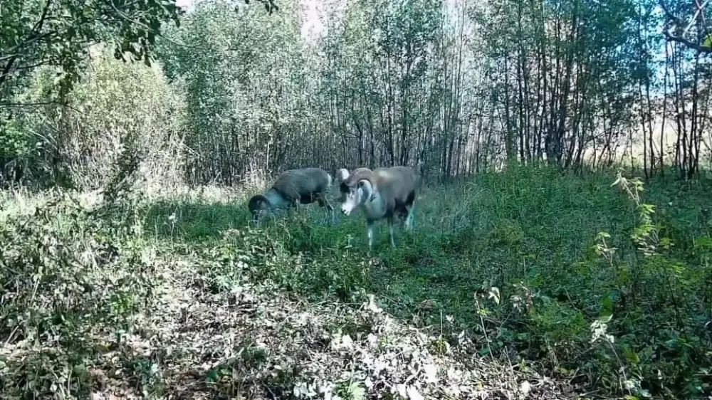 Қазақстанда Қызыл кітапқа енген арқарлар видеоға түсіп қалды